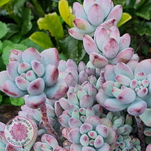 Load image into Gallery viewer, Sedum Comic Tom - Multi Heads - John &amp; Norma&#39;s Succulents
