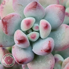 Sedum Comic Tom - Stressed Cuttings x 3