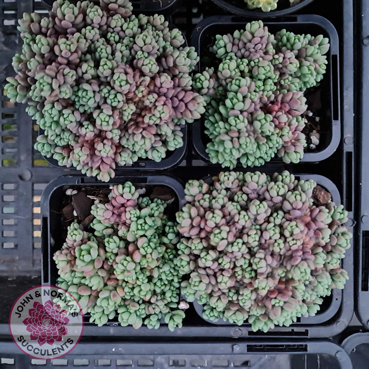 Sedum dasyphyllum 'Lilac Mound'
