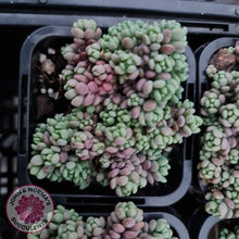 Load image into Gallery viewer, Sedum dasyphyllum Lilac Mound - John &amp; Norma&#39;s Succulents
