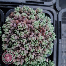 Load image into Gallery viewer, Sedum dasyphyllum Lilac Mound - John &amp; Norma&#39;s Succulents
