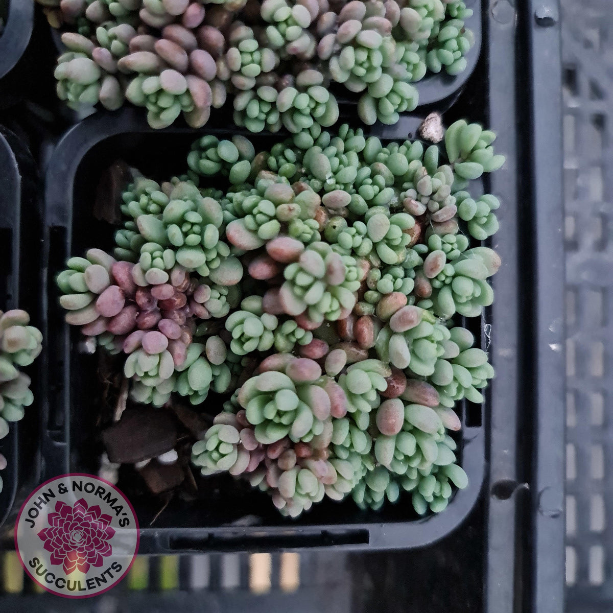 Sedum dasyphyllum 'Lilac Mound'