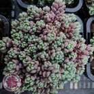 Sedum dasyphyllum 'Lilac Mound'