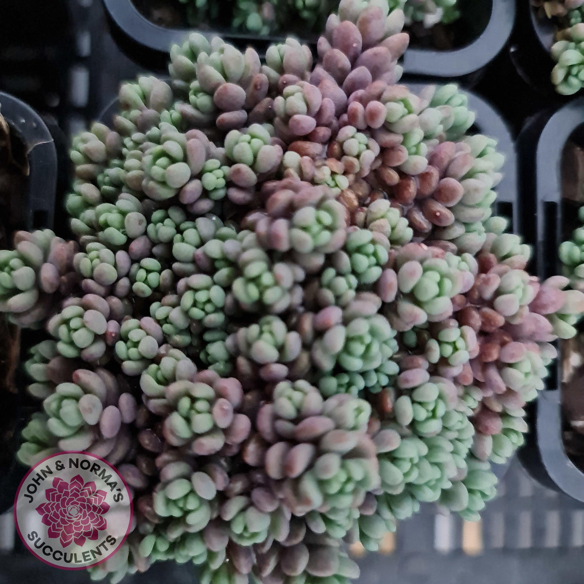 Sedum dasyphyllum 'Lilac Mound'