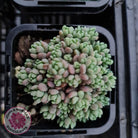 Sedum dasyphyllum 'Lilac Mound'