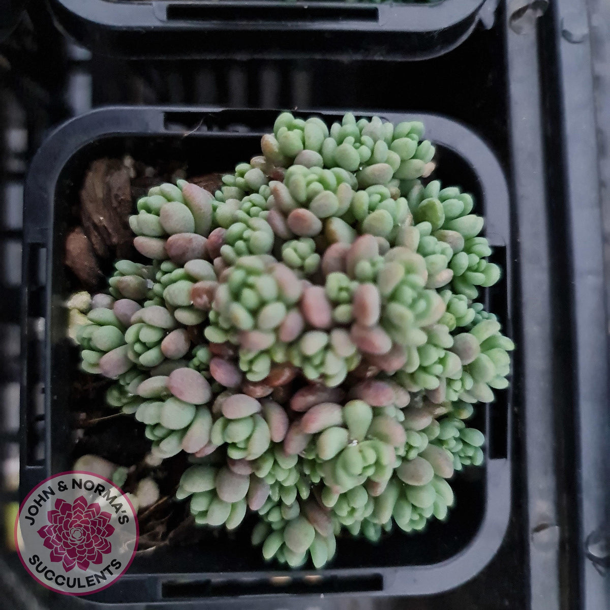 Sedum dasyphyllum 'Lilac Mound'
