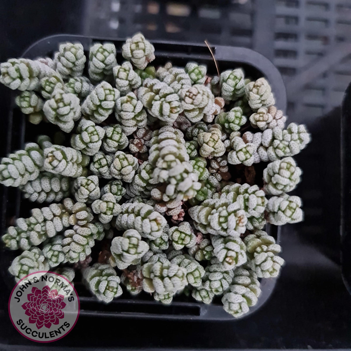 Crassula corallina