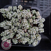 Load image into Gallery viewer, Crassula corallina - John &amp; Norma&#39;s Succulents
