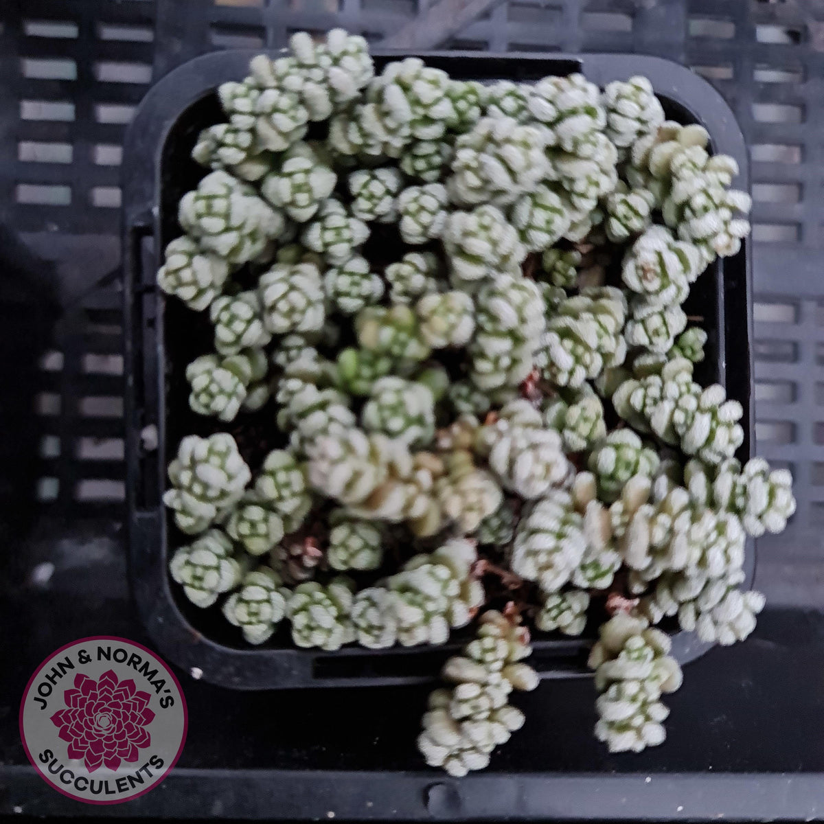 Crassula corallina
