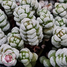 Crassula corallina