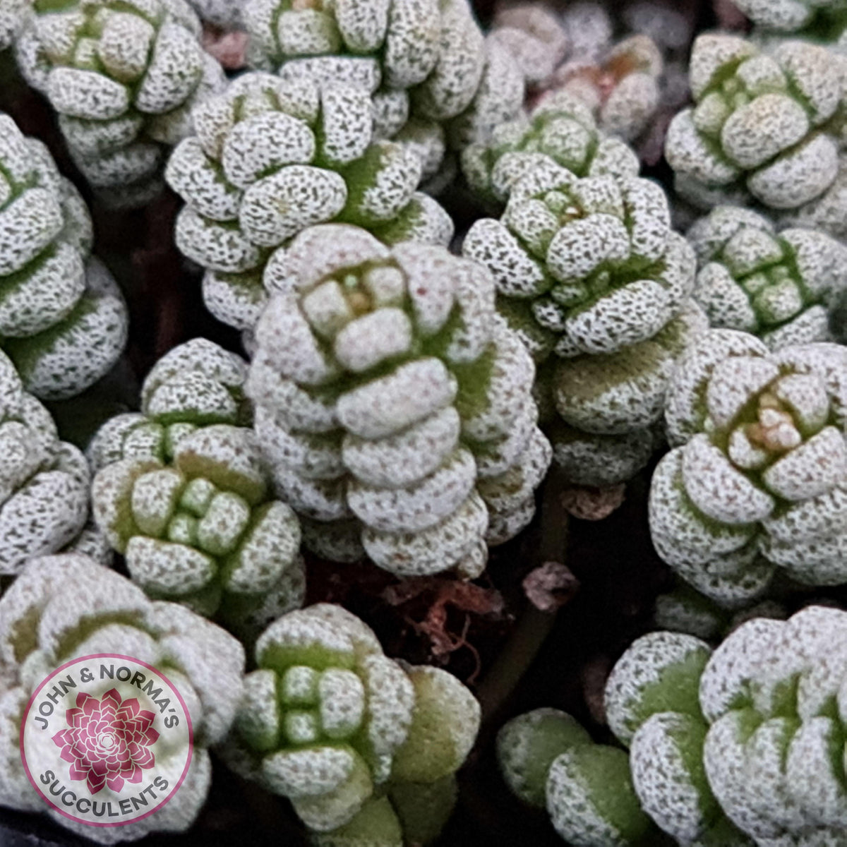 Crassula corallina
