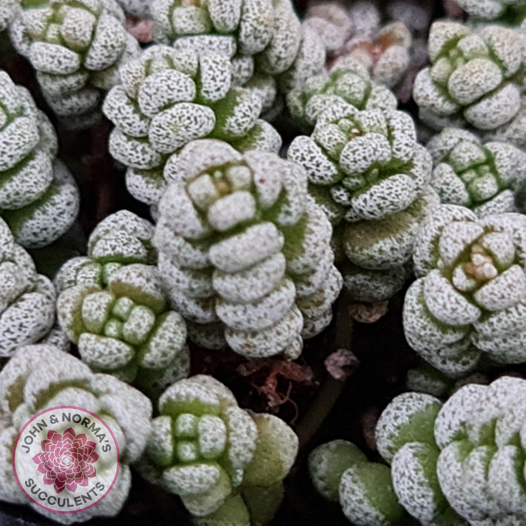 Crassula corallina - John & Norma's Succulents