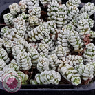 Crassula corallina