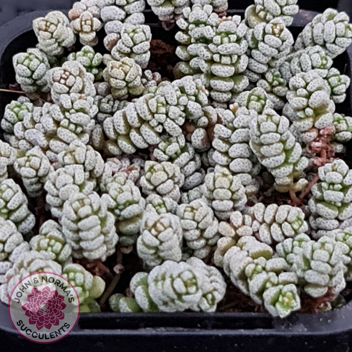Crassula corallina