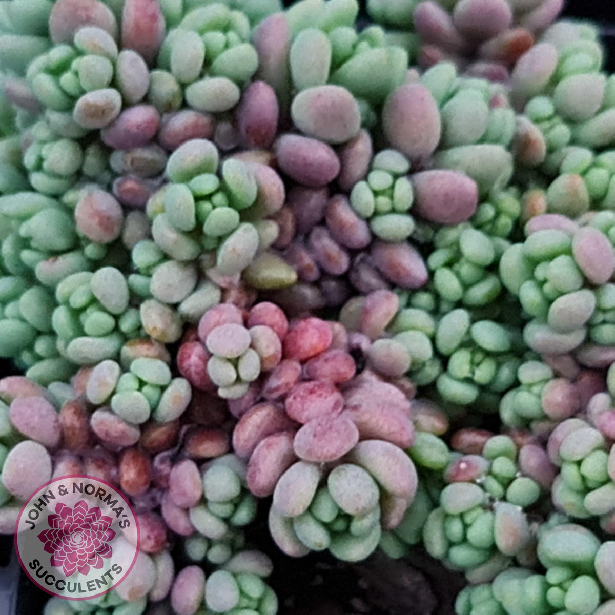 Sedum dasyphyllum 'Lilac Mound'