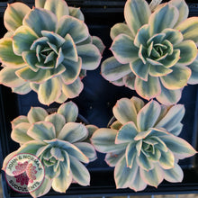 Load image into Gallery viewer, Echeveria Secunda variegata - John &amp; Norma&#39;s Succulents
