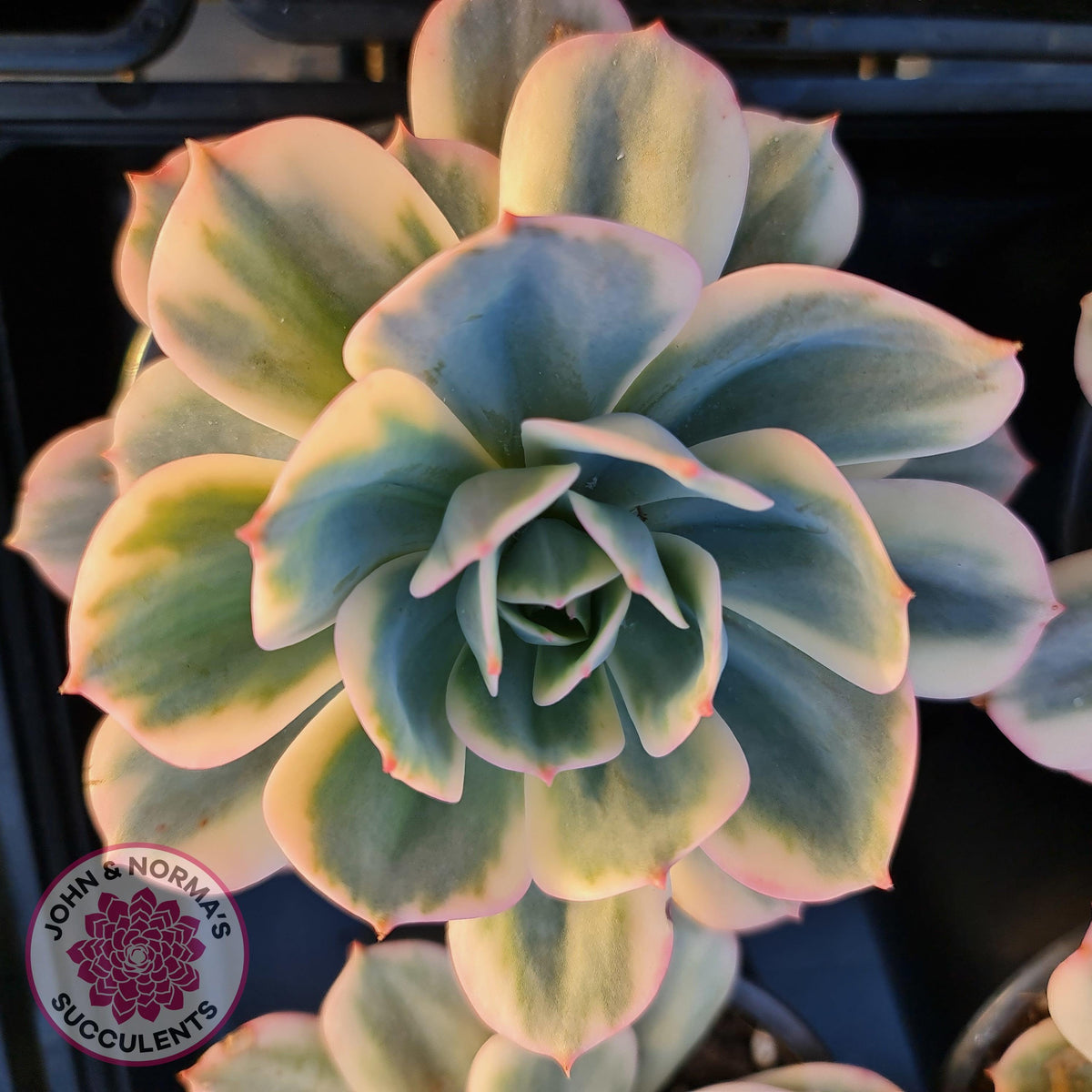 Echeveria Secunda variegata