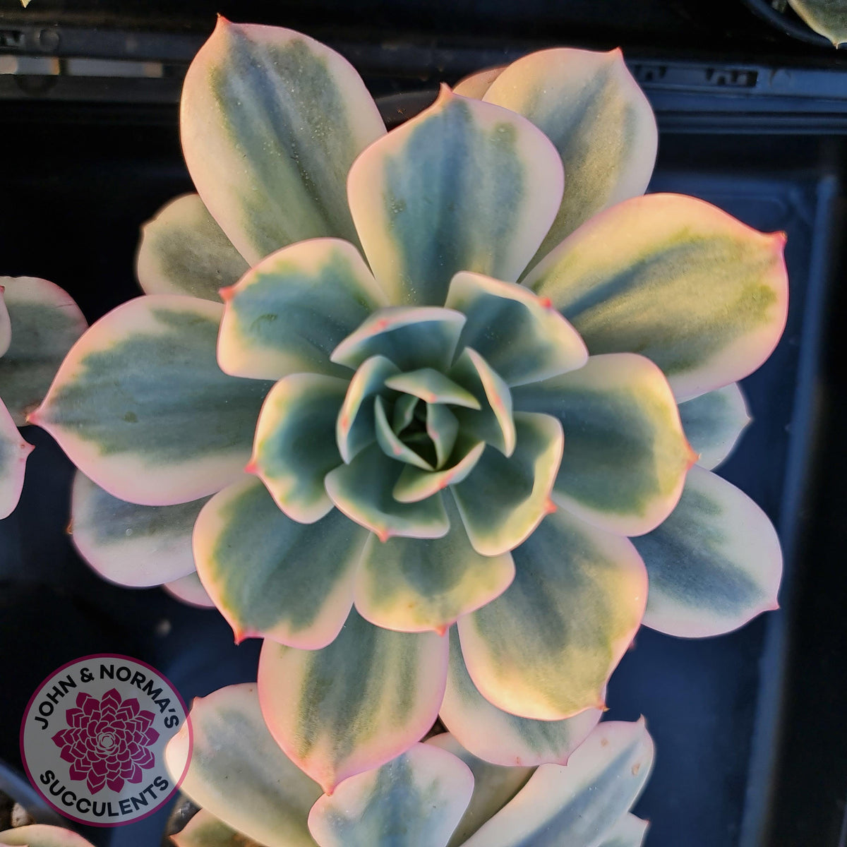 Echeveria Secunda variegata