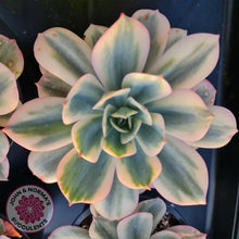 Load image into Gallery viewer, Echeveria Secunda variegata - John &amp; Norma&#39;s Succulents
