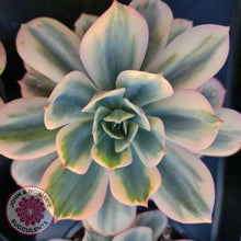 Load image into Gallery viewer, Echeveria Secunda variegata - John &amp; Norma&#39;s Succulents
