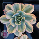 Echeveria Secunda variegata