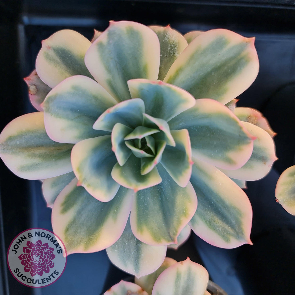 Echeveria Secunda variegata