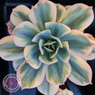 Echeveria Secunda variegata