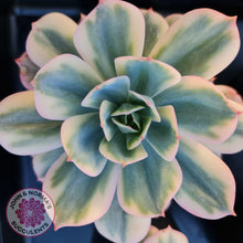 Load image into Gallery viewer, Echeveria Secunda variegata - John &amp; Norma&#39;s Succulents
