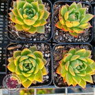 Echeveria Hwanhee