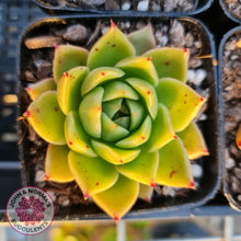 Load image into Gallery viewer, Echeveria Hwanhee - John &amp; Norma&#39;s Succulents
