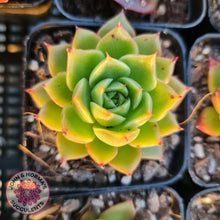 Load image into Gallery viewer, Echeveria Hwanhee - John &amp; Norma&#39;s Succulents
