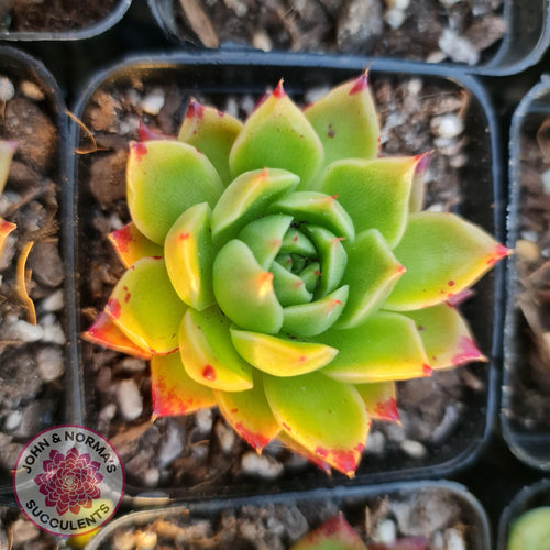 Echeveria Hwanhee - John & Norma's Succulents