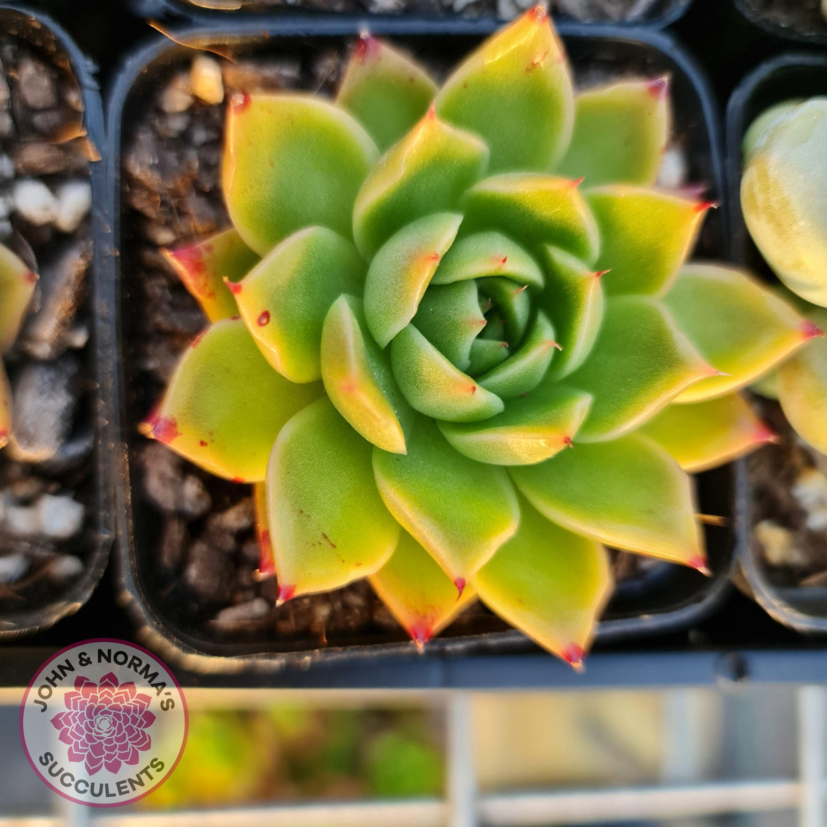 Echeveria Hwanhee