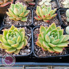 Echeveria Hwanhee