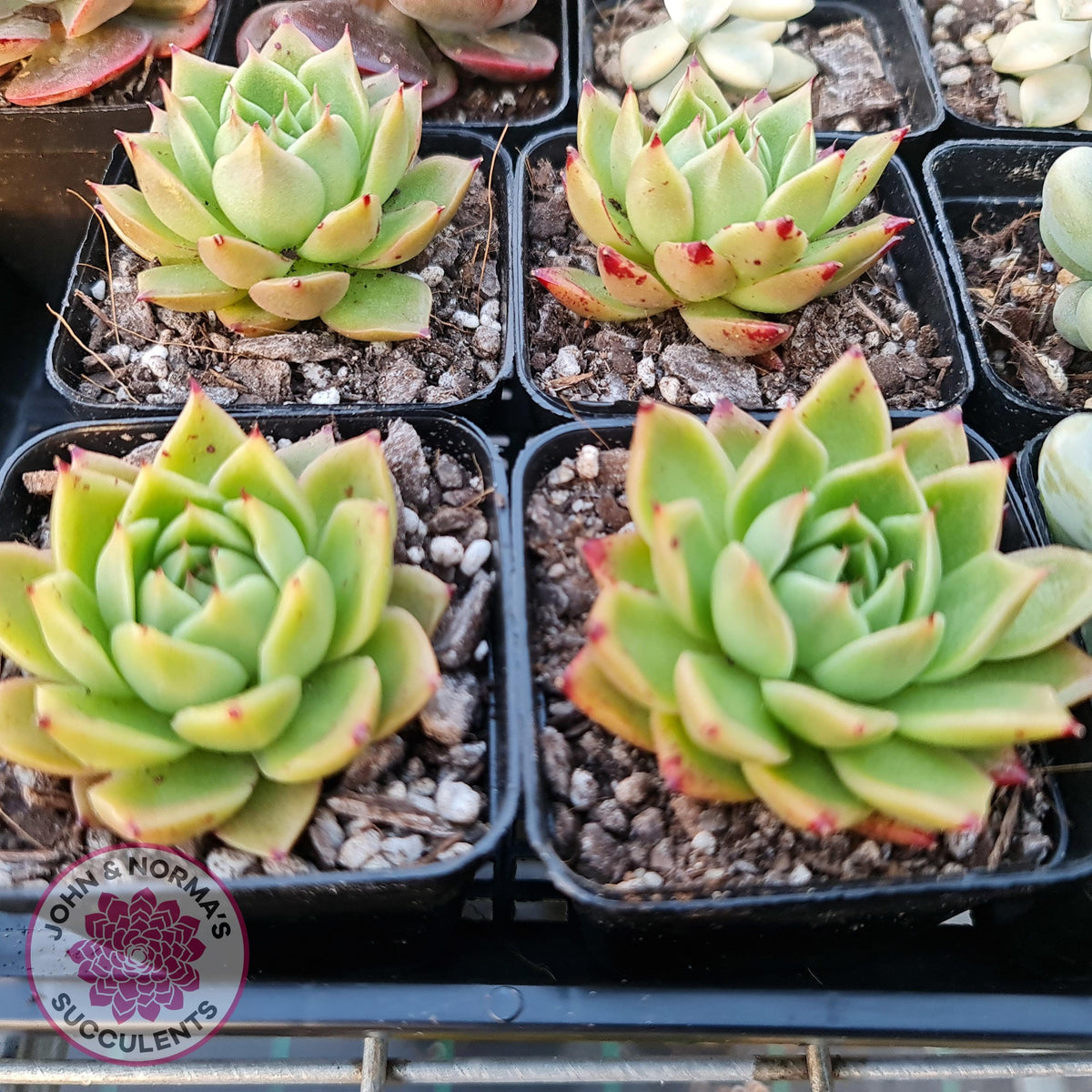 Echeveria Hwanhee