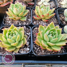 Load image into Gallery viewer, Echeveria Hwanhee - John &amp; Norma&#39;s Succulents
