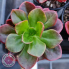 Echeveria multicaulis lipstick