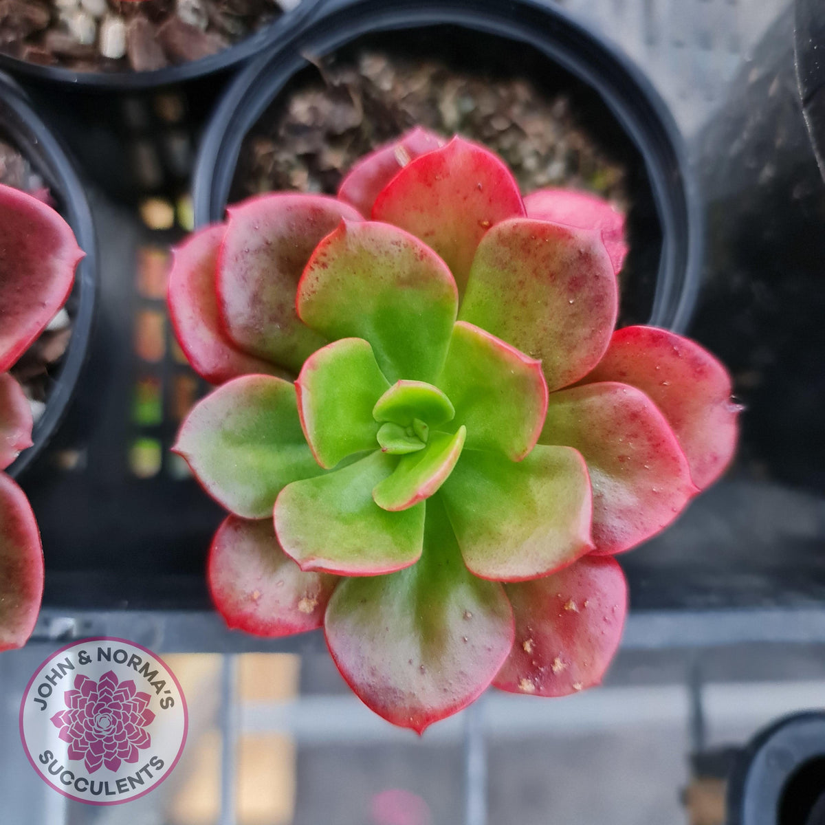 Echeveria multicaulis lipstick