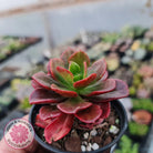 Echeveria multicaulis lipstick