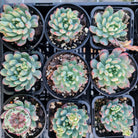 Sedeveria 'Blue Elf'