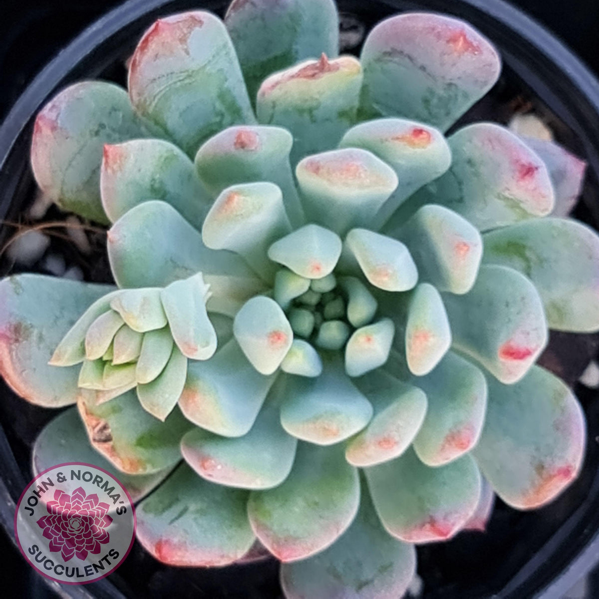 Sedeveria 'Blue Elf'