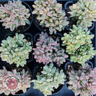 Crassula rogersii - Silk Variegated