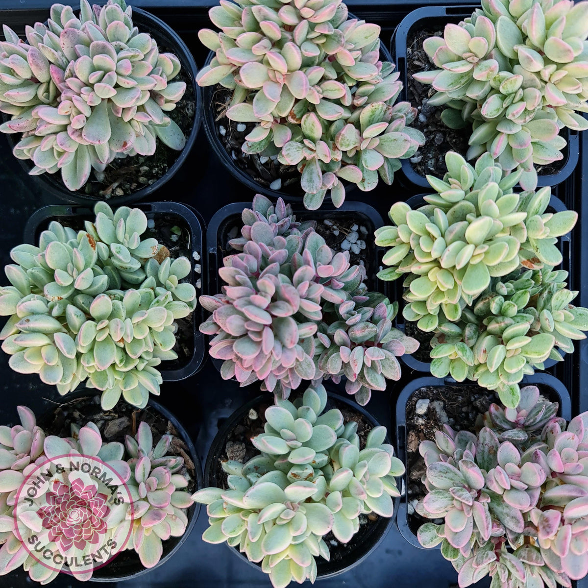 Crassula rogersii - Silk Variegated