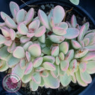 Crassula rogersii - Silk Variegated