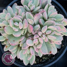 Crassula rogersii - Silk Variegated