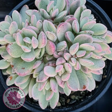 Load image into Gallery viewer, Crassula rogersii - Silk Variegation - John &amp; Norma&#39;s Succulents
