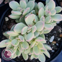 Load image into Gallery viewer, Crassula rogersii - Silk Variegation - John &amp; Norma&#39;s Succulents
