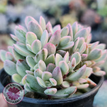 Load image into Gallery viewer, Crassula rogersii - Silk Variegation - John &amp; Norma&#39;s Succulents
