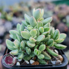 Load image into Gallery viewer, Crassula rogersii - Silk Variegation - John &amp; Norma&#39;s Succulents
