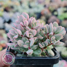 Crassula rogersii - Silk Variegated